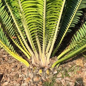 Meet your Posher, Cong